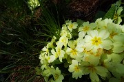 33 Primule gialle (Primula vulgaris)